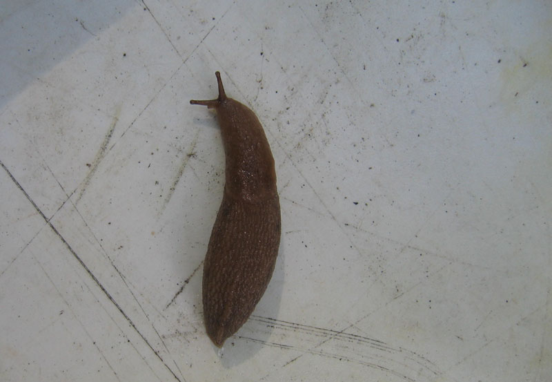 Limax montanus da Sopramonte (TN)